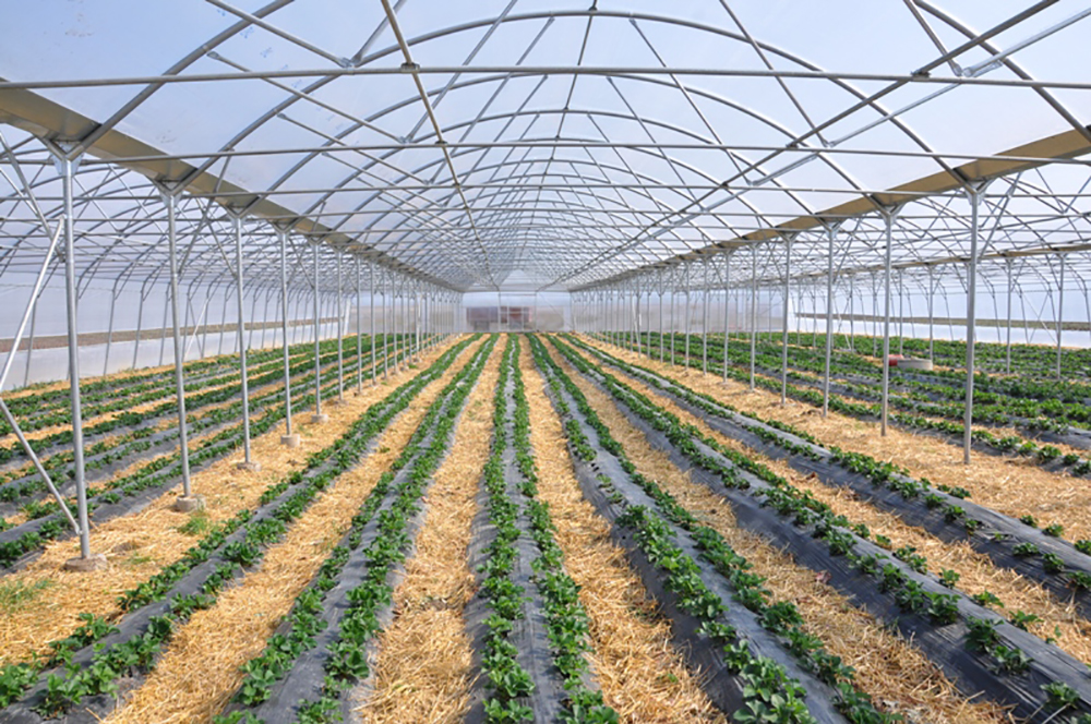 Vazhdon aplikimi për grante në bujqësi nga Ministria e Bujqësisë